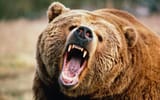 bear