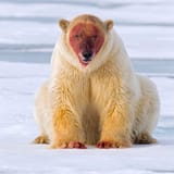 polarbear