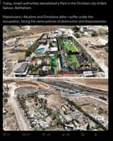 israel pigs