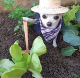 agrico dog_1674723038051424