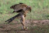 Adler kämpft gegen Schlange