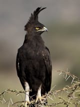 long-crested-eagle