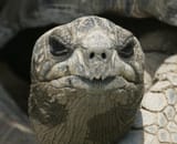 galapagos-turtle-head-6117076