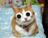 cat_really