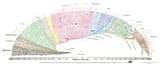 tree-of-life_2000-908987170