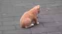 kot and ferret fren_thumb.jpg