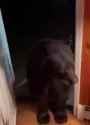 polite_bear__thumb.jpg
