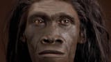homo-erectus-representation-artistique