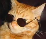 sun cat
