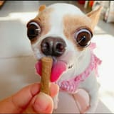 funny-chihuahua-pictures-x9t0s4wjug4p9o6c