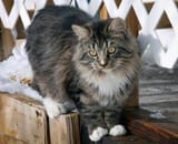 Ragamuffin fluffy