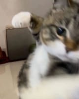1728206535718849
