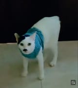 kitler