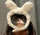 SomeFamousJapaneseCat