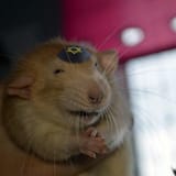 Ratbergstein