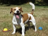 jackrusselterrier