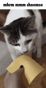 cat-funny-cat