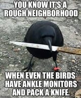 birb knife