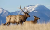 The-North-American-Elk-1024x613