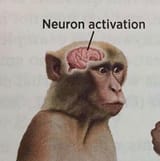 neuron