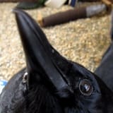 1__inquisitive_crow