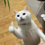 1732332717734124