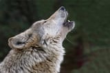 0822-wolf-howl