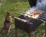 kot shashlik master_1722778305393104