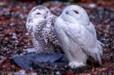 two-snowy-owls-1024x682