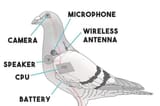 pidgeon