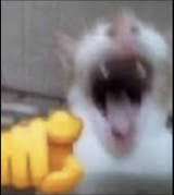 catpointing