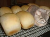 bread and cat_1688372754139152