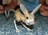 Four-toes-jerboa