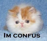 confus-cat