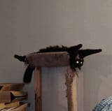glowing eyes cat_1689715014892118