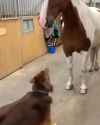 doggoandhorse_thumb.jpg