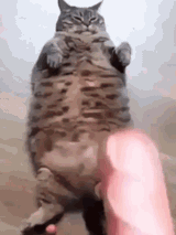 cat-fat-cat
