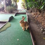 MINIGOLFBUN02