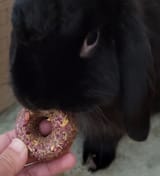 BUNDONUT03