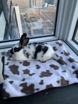 BUNSPLOTCHYBED