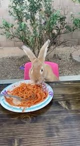 PASTABUN