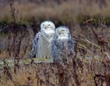 Bubo_scandiacus_Delta_6