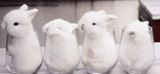 BUNGLASS