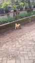 VID_20250427_062602_494_thumb.jpg