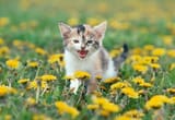 kitten (1)