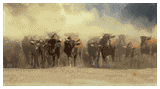 stampede