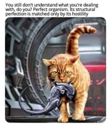 alien cat