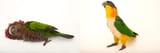 Red-Fan Parrot &amp; Black-Headed Caique