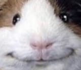 smile guinea pig