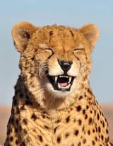 laughing 3